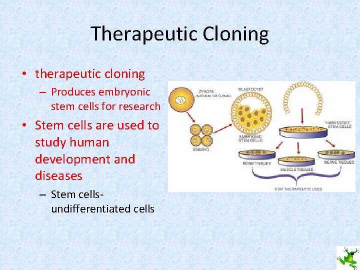 Therapeutic Cloning • therapeutic cloning – Produces embryonic stem cells for research • Stem