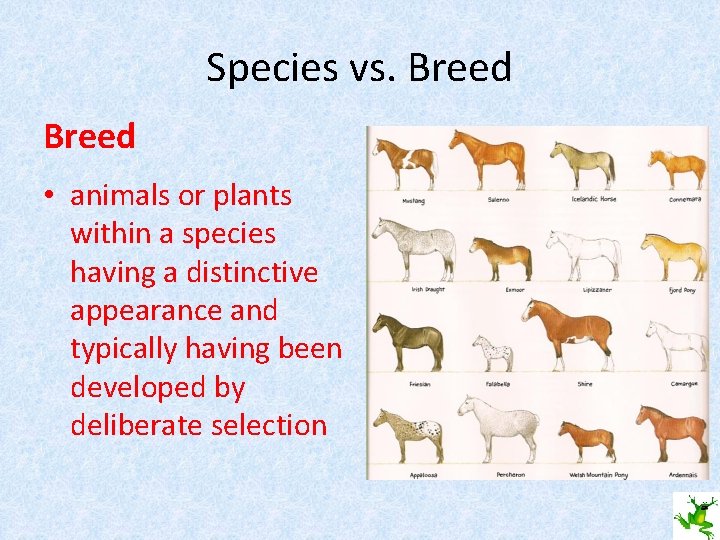 Species vs. Breed • animals or plants within a species having a distinctive appearance