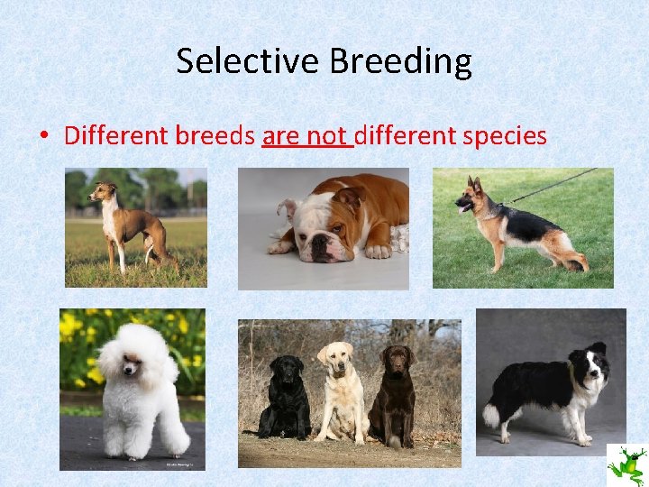 Selective Breeding • Different breeds are not different species 