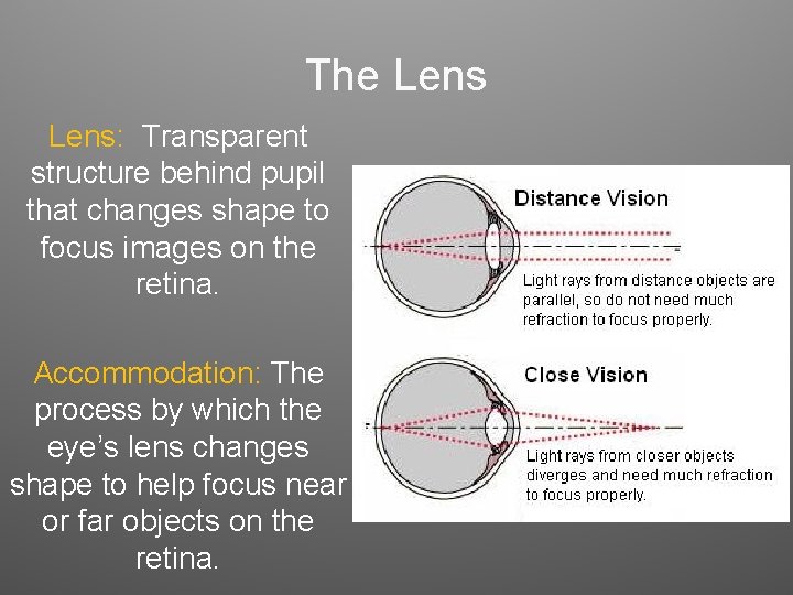 The Lens: Transparent structure behind pupil that changes shape to focus images on the The Lens: Transparent structure behind pupil that changes shape to focus images on the