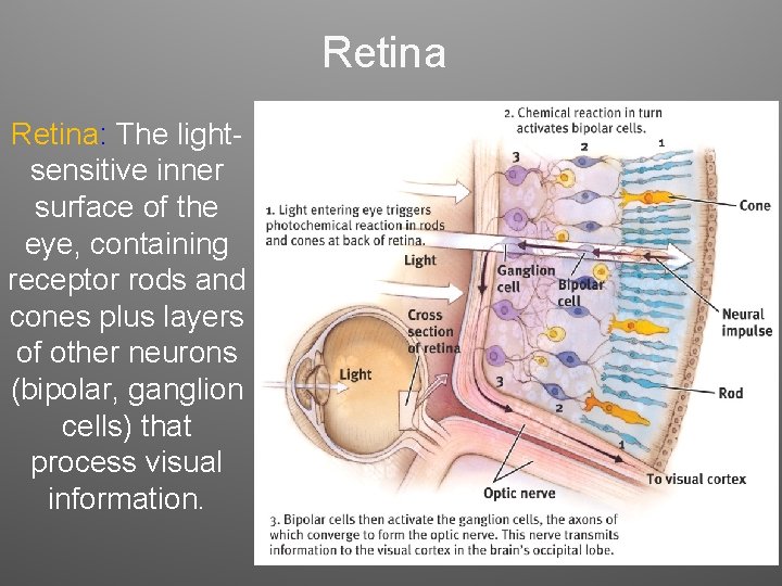 Retina: The lightsensitive inner surface of the eye, containing receptor rods and cones plus Retina: The lightsensitive inner surface of the eye, containing receptor rods and cones plus