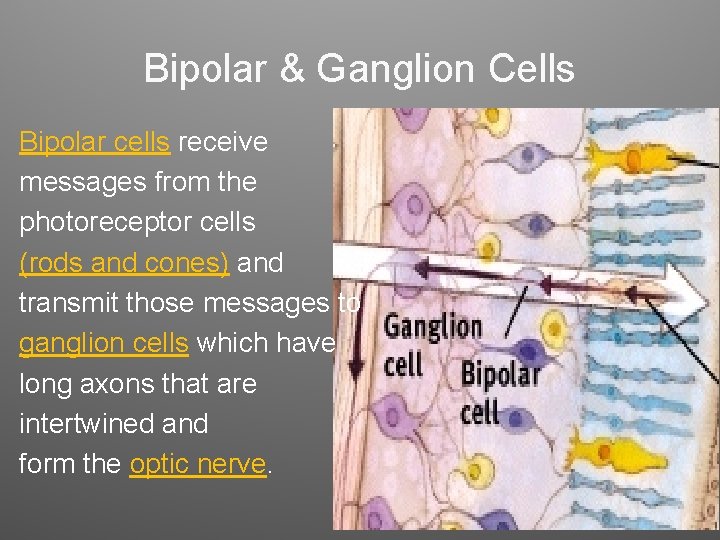 Bipolar & Ganglion Cells Bipolar cells receive messages from the photoreceptor cells (rods and Bipolar & Ganglion Cells Bipolar cells receive messages from the photoreceptor cells (rods and