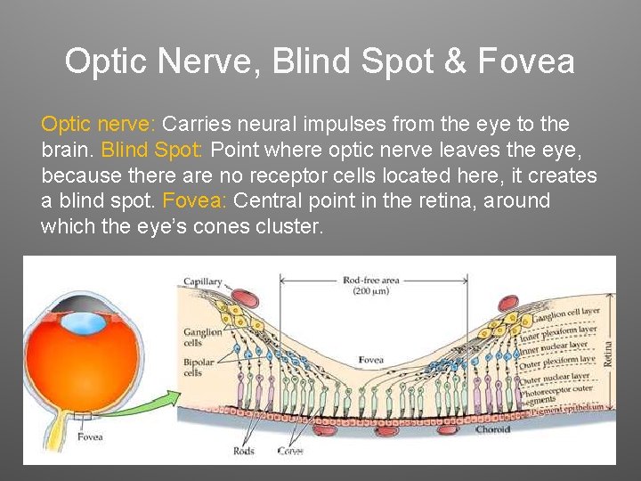 Optic Nerve, Blind Spot & Fovea Optic nerve: Carries neural impulses from the eye Optic Nerve, Blind Spot & Fovea Optic nerve: Carries neural impulses from the eye