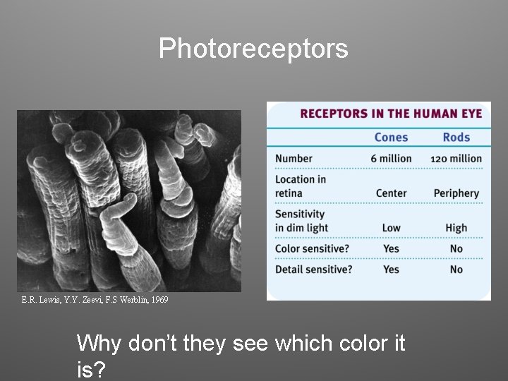 Photoreceptors E. R. Lewis, Y. Y. Zeevi, F. S Werblin, 1969 Why don’t they Photoreceptors E. R. Lewis, Y. Y. Zeevi, F. S Werblin, 1969 Why don’t they