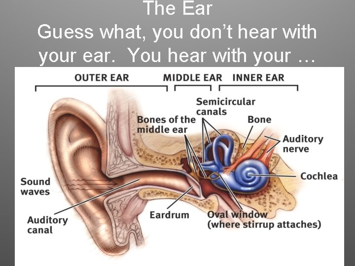 The Ear Guess what, you don’t hear with your ear. You hear with your The Ear Guess what, you don’t hear with your ear. You hear with your
