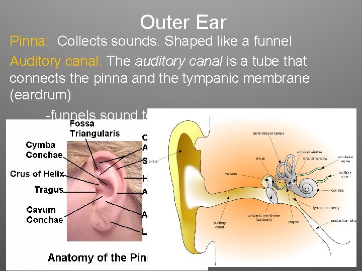Outer Ear Pinna: Collects sounds. Shaped like a funnel Auditory canal: The auditory canal Outer Ear Pinna: Collects sounds. Shaped like a funnel Auditory canal: The auditory canal