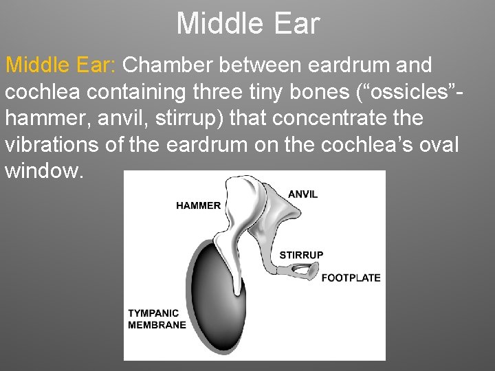 Middle Ear: Chamber between eardrum and cochlea containing three tiny bones (“ossicles”hammer, anvil, stirrup) Middle Ear: Chamber between eardrum and cochlea containing three tiny bones (“ossicles”hammer, anvil, stirrup)
