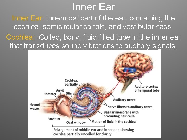Inner Ear: Innermost part of the ear, containing the cochlea, semicircular canals, and vestibular Inner Ear: Innermost part of the ear, containing the cochlea, semicircular canals, and vestibular