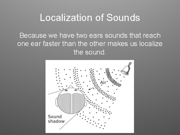 Localization of Sounds Because we have two ears sounds that reach one ear faster Localization of Sounds Because we have two ears sounds that reach one ear faster