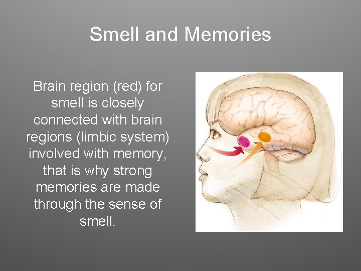 Smell and Memories Brain region (red) for smell is closely connected with brain regions Smell and Memories Brain region (red) for smell is closely connected with brain regions