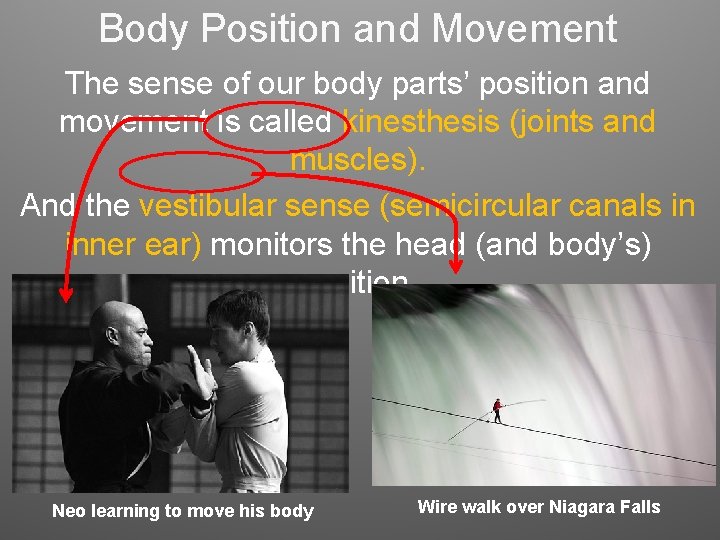 Body Position and Movement The sense of our body parts’ position and movement is Body Position and Movement The sense of our body parts’ position and movement is