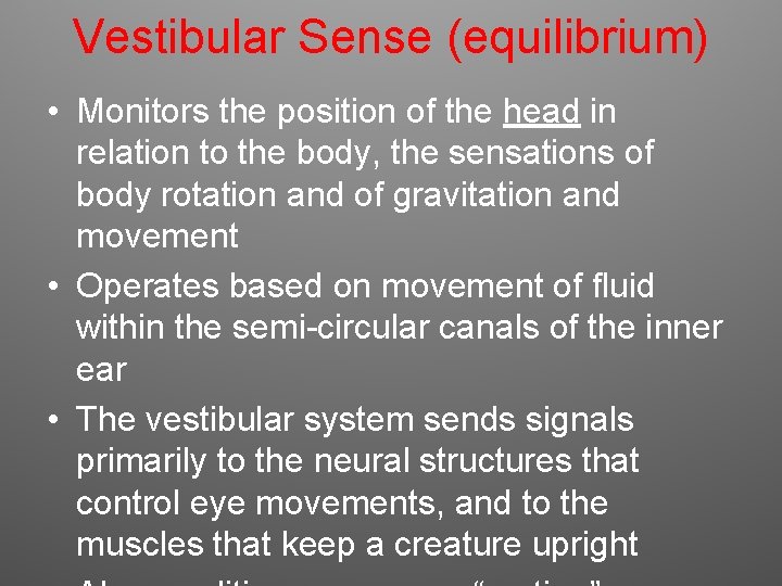 Vestibular Sense (equilibrium) • Monitors the position of the head in relation to the Vestibular Sense (equilibrium) • Monitors the position of the head in relation to the
