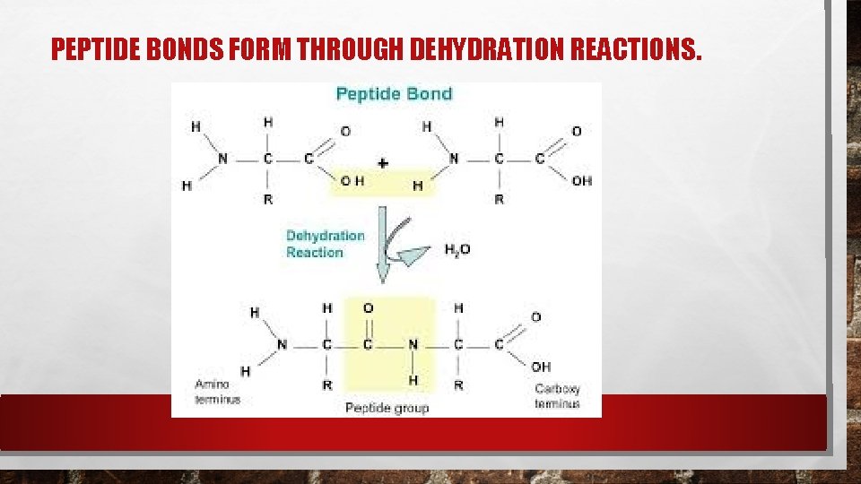PEPTIDE BONDS FORM THROUGH DEHYDRATION REACTIONS. PEPTIDE BONDS FORM THROUGH DEHYDRATION REACTIONS.