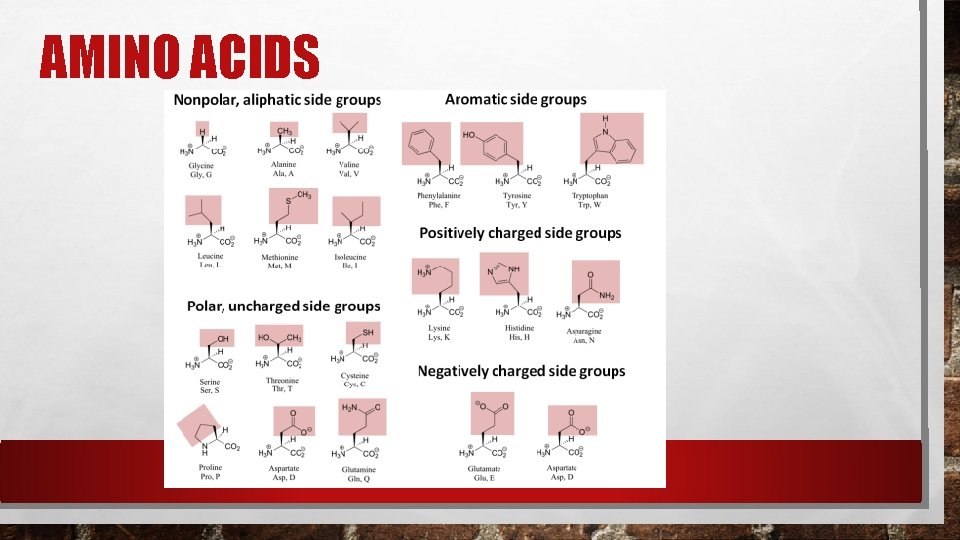 AMINO ACIDS AMINO ACIDS