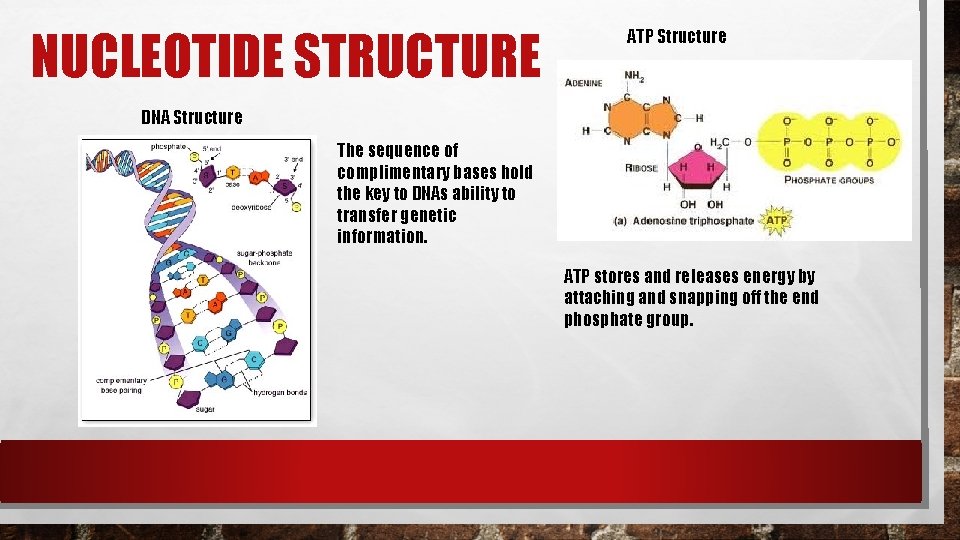 NUCLEOTIDE STRUCTURE ATP Structure DNA Structure The sequence of complimentary bases hold the key NUCLEOTIDE STRUCTURE ATP Structure DNA Structure The sequence of complimentary bases hold the key