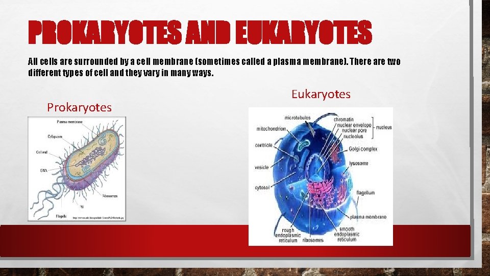 PROKARYOTES AND EUKARYOTES All cells are surrounded by a cell membrane (sometimes called a PROKARYOTES AND EUKARYOTES All cells are surrounded by a cell membrane (sometimes called a