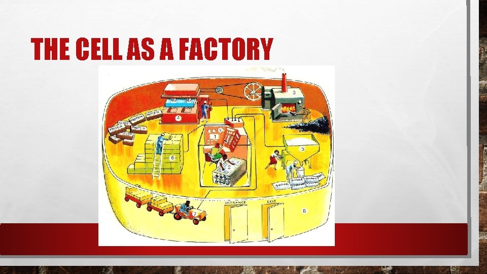 THE CELL AS A FACTORY THE CELL AS A FACTORY