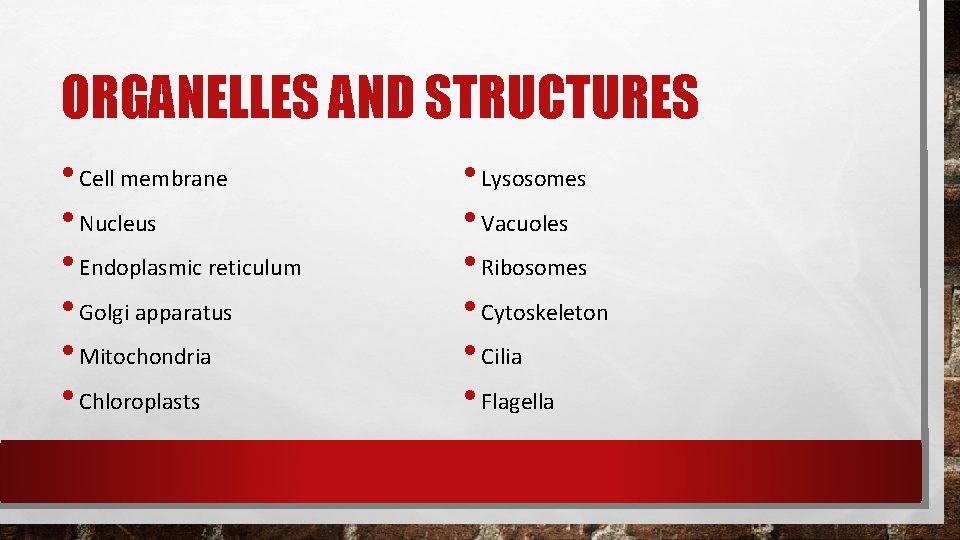 ORGANELLES AND STRUCTURES • Cell membrane • Nucleus • Endoplasmic reticulum • Golgi apparatus ORGANELLES AND STRUCTURES • Cell membrane • Nucleus • Endoplasmic reticulum • Golgi apparatus