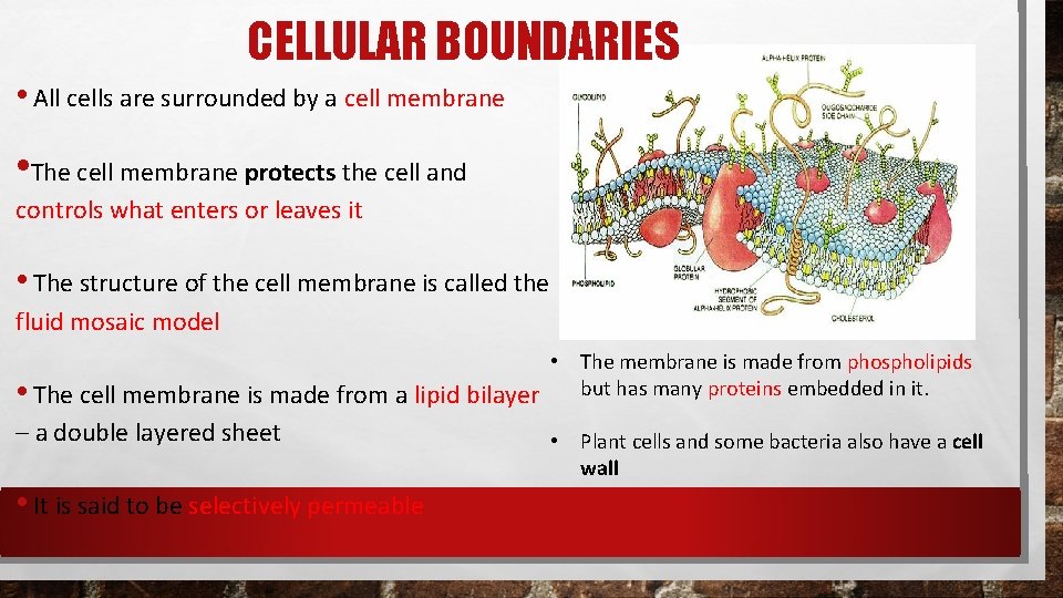 CELLULAR BOUNDARIES • All cells are surrounded by a cell membrane • The cell CELLULAR BOUNDARIES • All cells are surrounded by a cell membrane • The cell