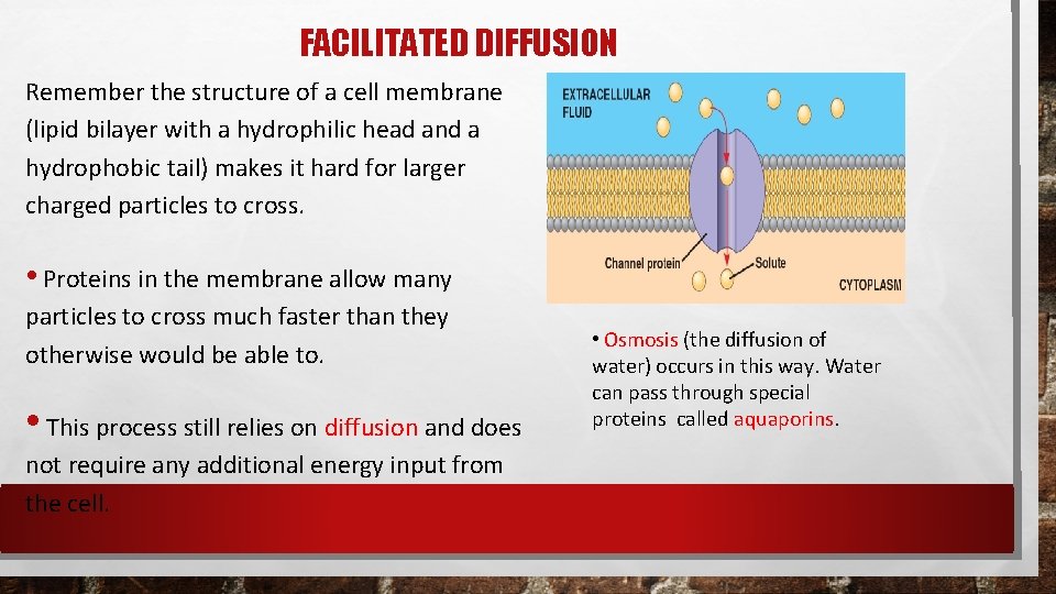 FACILITATED DIFFUSION Remember the structure of a cell membrane (lipid bilayer with a hydrophilic FACILITATED DIFFUSION Remember the structure of a cell membrane (lipid bilayer with a hydrophilic