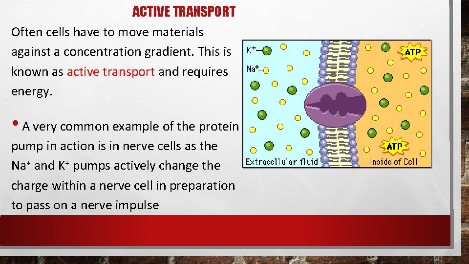 ACTIVE TRANSPORT Often cells have to move materials against a concentration gradient. This is ACTIVE TRANSPORT Often cells have to move materials against a concentration gradient. This is