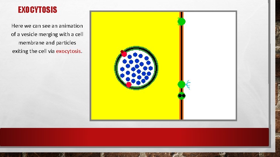 EXOCYTOSIS Here we can see an animation of a vesicle merging with a cell EXOCYTOSIS Here we can see an animation of a vesicle merging with a cell