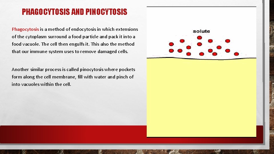 PHAGOCYTOSIS AND PINOCYTOSIS Phagocytosis is a method of endocytosis in which extensions of the PHAGOCYTOSIS AND PINOCYTOSIS Phagocytosis is a method of endocytosis in which extensions of the