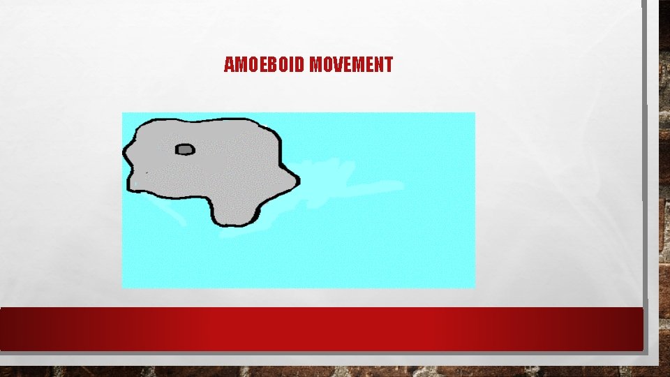 AMOEBOID MOVEMENT AMOEBOID MOVEMENT