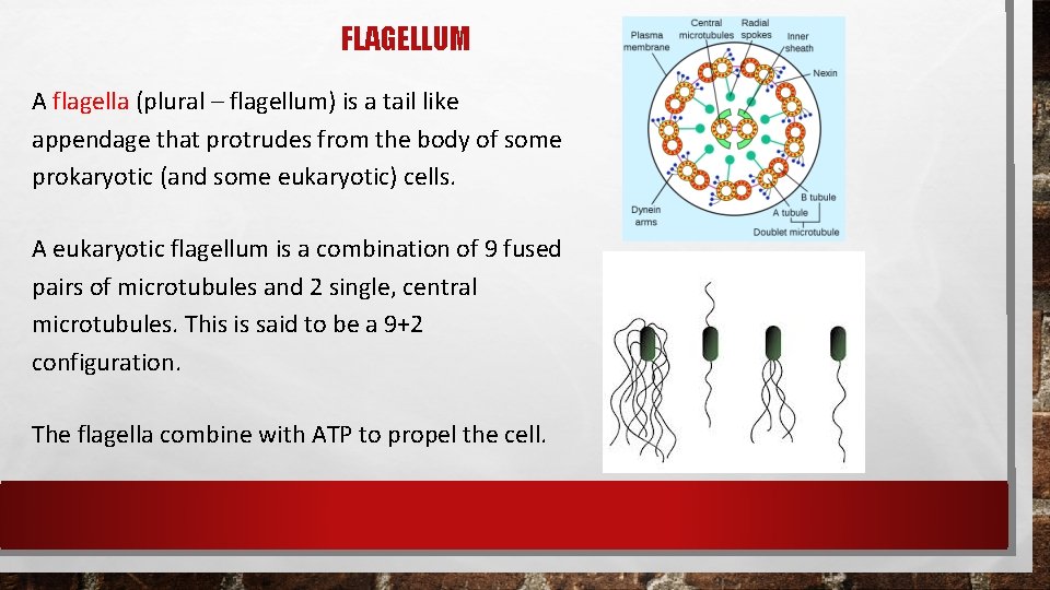 FLAGELLUM A flagella (plural – flagellum) is a tail like appendage that protrudes from FLAGELLUM A flagella (plural – flagellum) is a tail like appendage that protrudes from