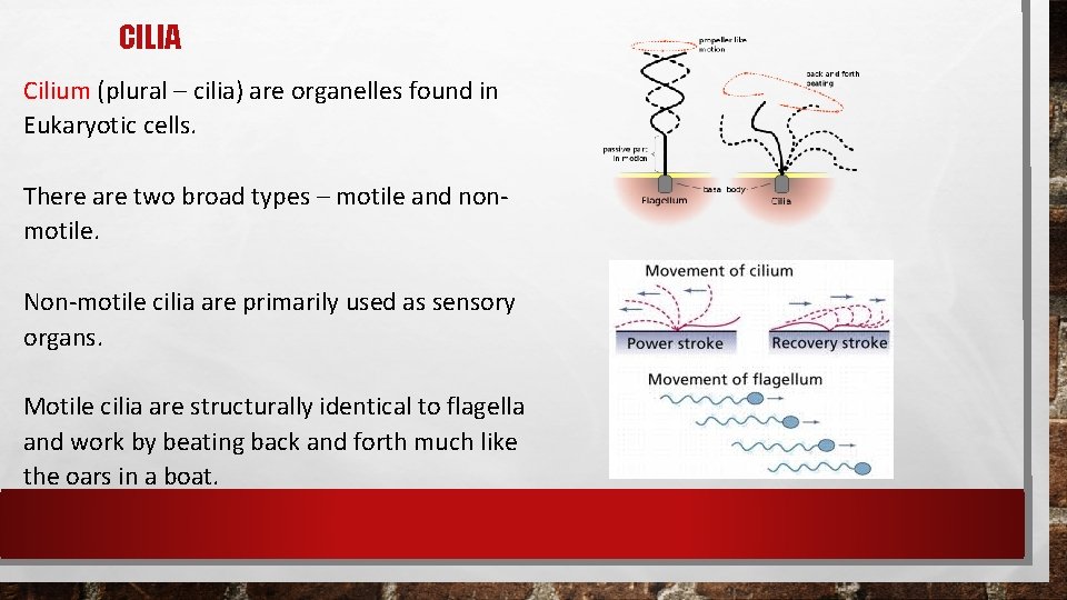 CILIA Cilium (plural – cilia) are organelles found in Eukaryotic cells. There are two CILIA Cilium (plural – cilia) are organelles found in Eukaryotic cells. There are two