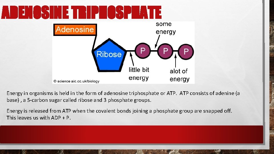 ADENOSINE TRIPHOSPHATE Energy in organisms is held in the form of adenosine triphosphate or ADENOSINE TRIPHOSPHATE Energy in organisms is held in the form of adenosine triphosphate or