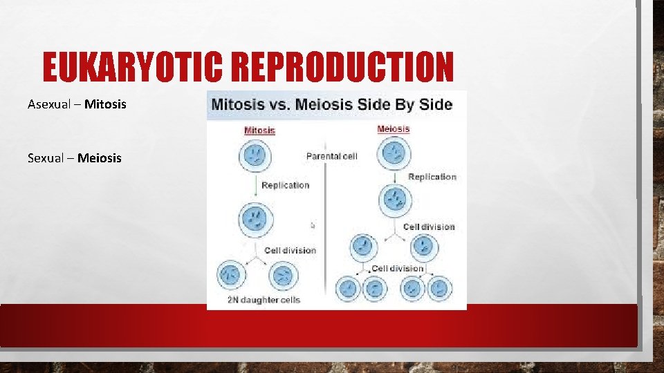EUKARYOTIC REPRODUCTION Asexual – Mitosis Sexual – Meiosis EUKARYOTIC REPRODUCTION Asexual – Mitosis Sexual – Meiosis
