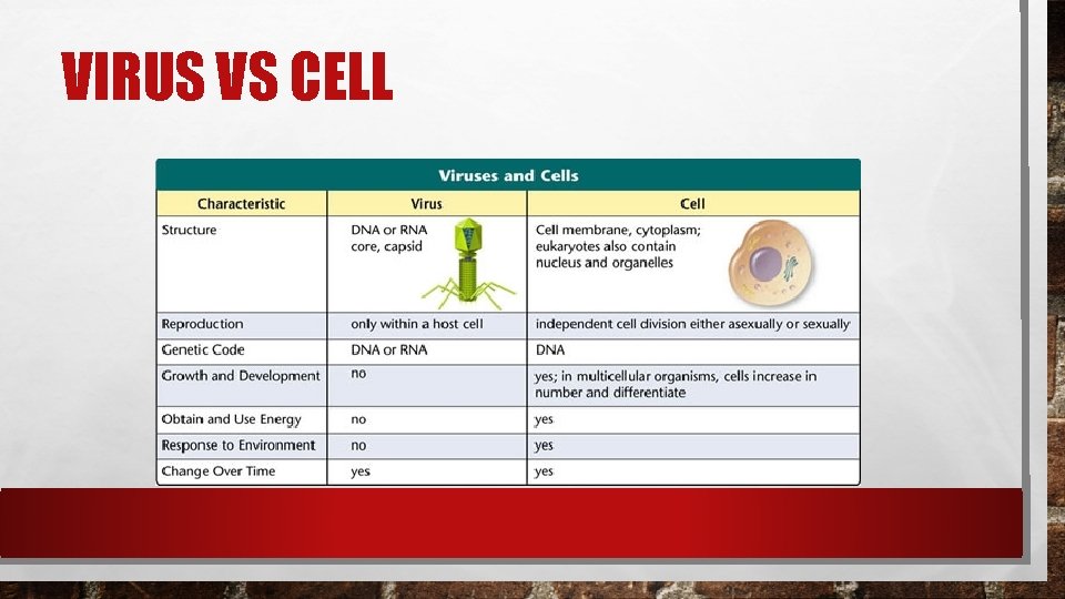 VIRUS VS CELL VIRUS VS CELL