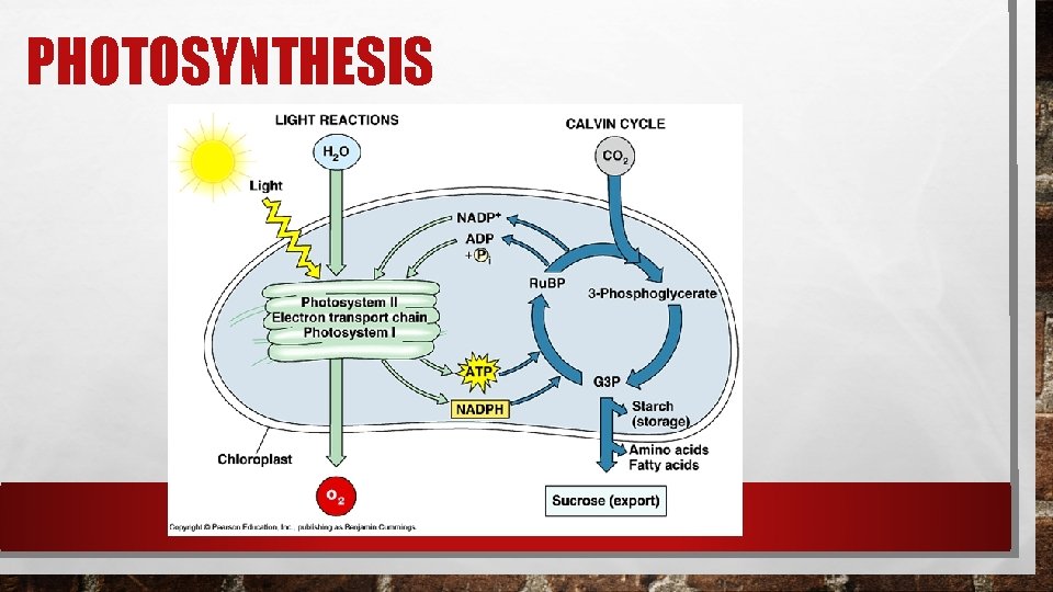 PHOTOSYNTHESIS PHOTOSYNTHESIS