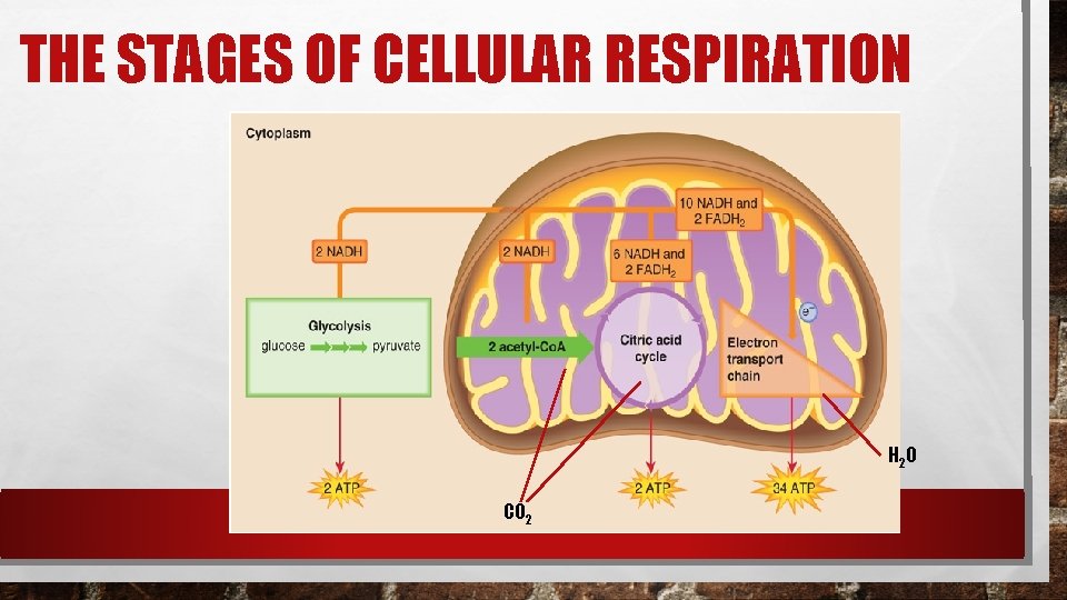 THE STAGES OF CELLULAR RESPIRATION H 2 O CO 2 THE STAGES OF CELLULAR RESPIRATION H 2 O CO 2