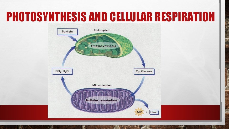 PHOTOSYNTHESIS AND CELLULAR RESPIRATION PHOTOSYNTHESIS AND CELLULAR RESPIRATION