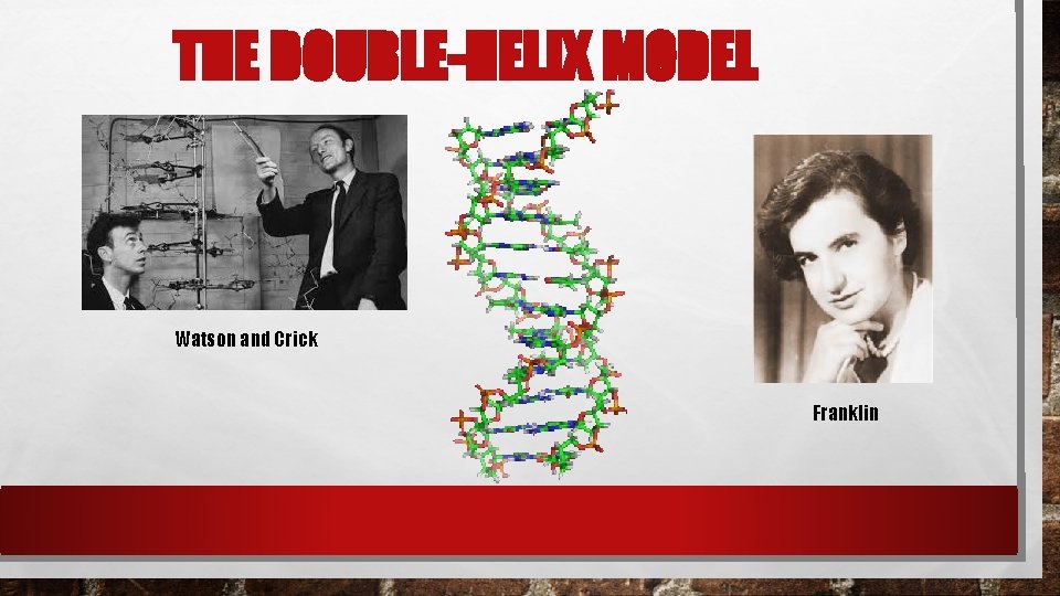 THE DOUBLE-HELIX MODEL Watson and Crick Franklin THE DOUBLE-HELIX MODEL Watson and Crick Franklin