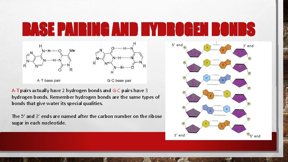 BASE PAIRING AND HYDROGEN BONDS A-T pairs actually have 2 hydrogen bonds and G-C BASE PAIRING AND HYDROGEN BONDS A-T pairs actually have 2 hydrogen bonds and G-C