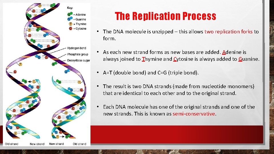 The Replication Process • The DNA molecule is unzipped – this allows two replication The Replication Process • The DNA molecule is unzipped – this allows two replication
