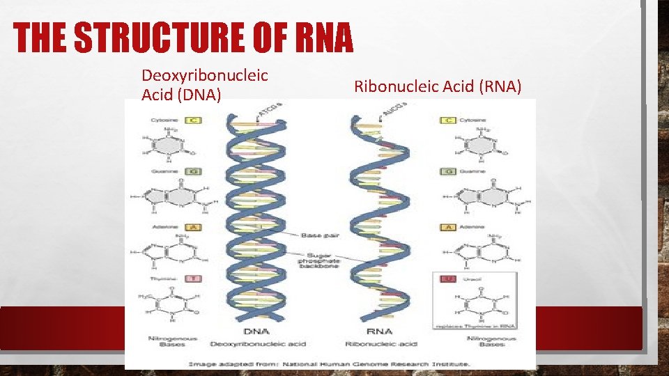 THE STRUCTURE OF RNA Deoxyribonucleic Acid (DNA) Ribonucleic Acid (RNA) THE STRUCTURE OF RNA Deoxyribonucleic Acid (DNA) Ribonucleic Acid (RNA)