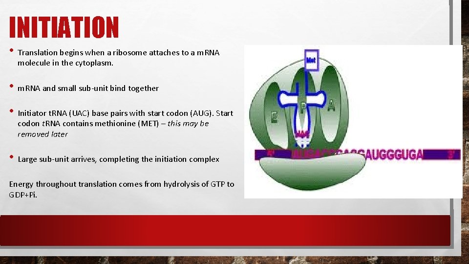 INITIATION • Translation begins when a ribosome attaches to a m. RNA molecule in INITIATION • Translation begins when a ribosome attaches to a m. RNA molecule in