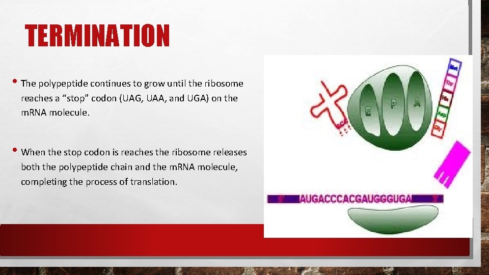 TERMINATION • The polypeptide continues to grow until the ribosome reaches a “stop” codon TERMINATION • The polypeptide continues to grow until the ribosome reaches a “stop” codon