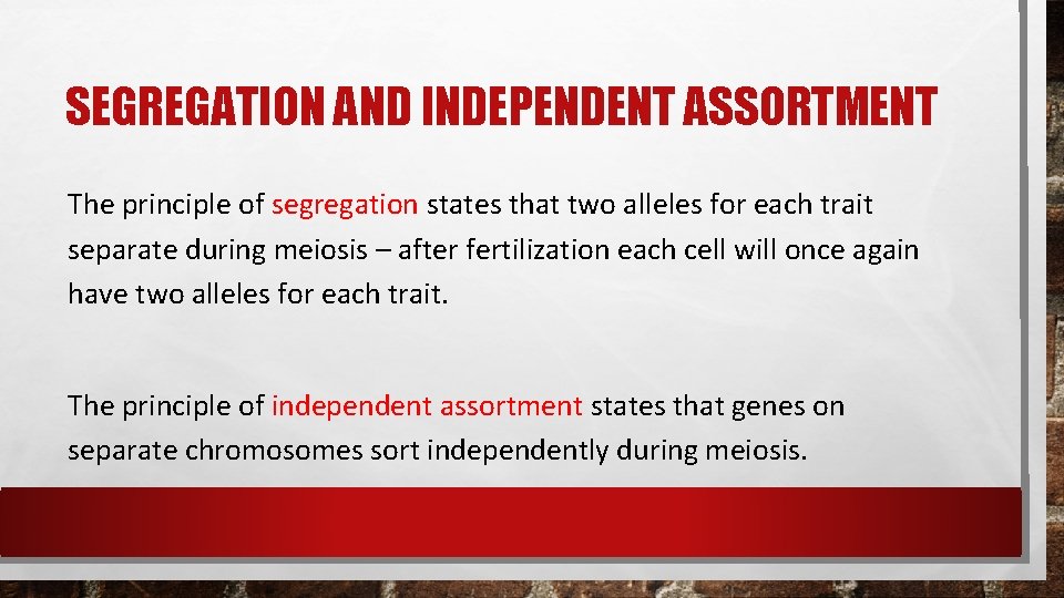 SEGREGATION AND INDEPENDENT ASSORTMENT The principle of segregation states that two alleles for each SEGREGATION AND INDEPENDENT ASSORTMENT The principle of segregation states that two alleles for each