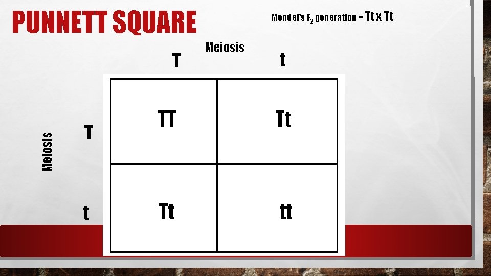 PUNNETT SQUARE Meiosis T T t Mendel’s F 2 generation = Tt x Tt PUNNETT SQUARE Meiosis T T t Mendel’s F 2 generation = Tt x Tt