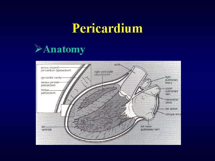 Pericardium ØAnatomy 