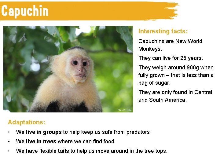 Interesting facts: Capuchins are New World Monkeys. They can live for 25 years. They