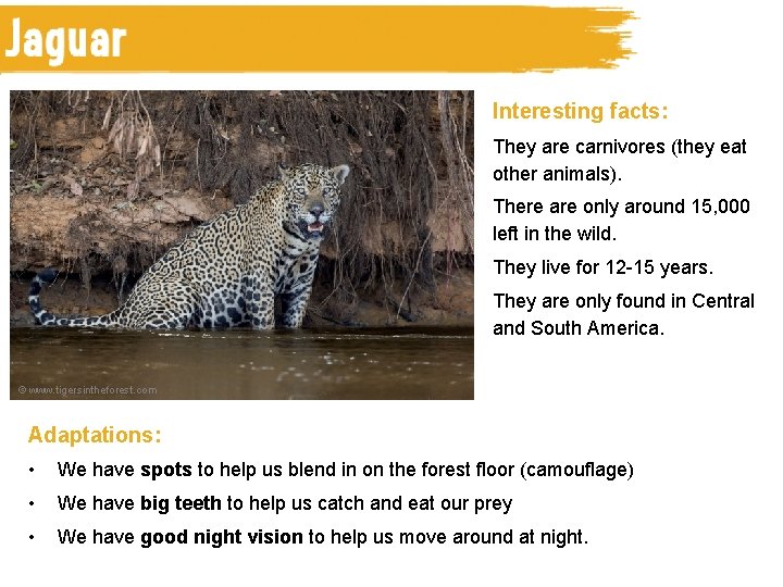 Interesting facts: They are carnivores (they eat other animals). There are only around 15,