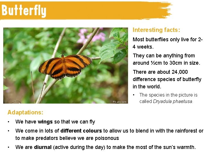 Camel Interesting facts: Most butterflies only live for 24 weeks. They can be anything