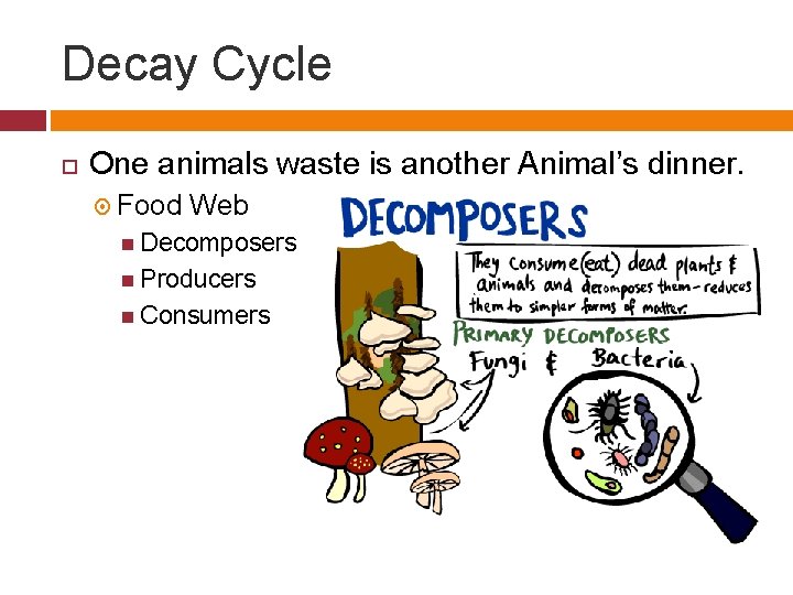Decay Cycle One animals waste is another Animal’s dinner. Food Web Decomposers Producers Consumers