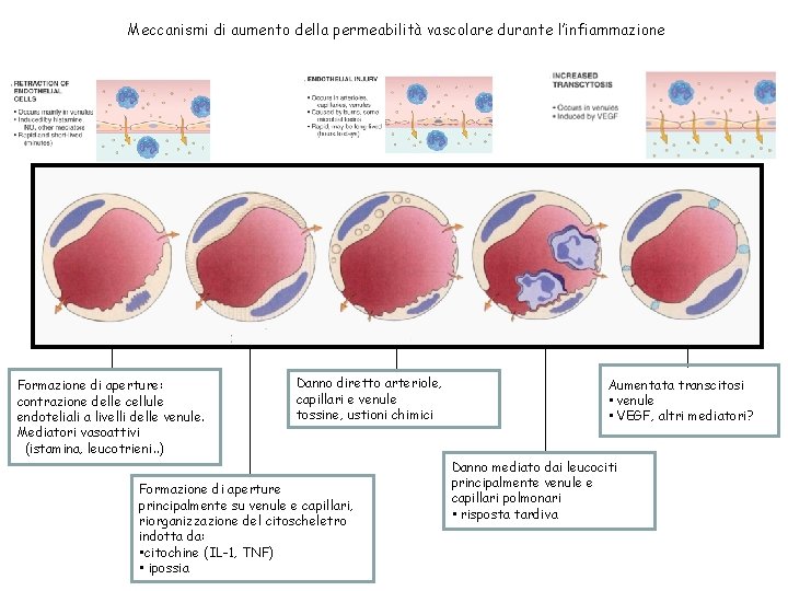 Meccanismi di aumento della permeabilità vascolare durante l’infiammazione Formazione di aperture: contrazione delle cellule